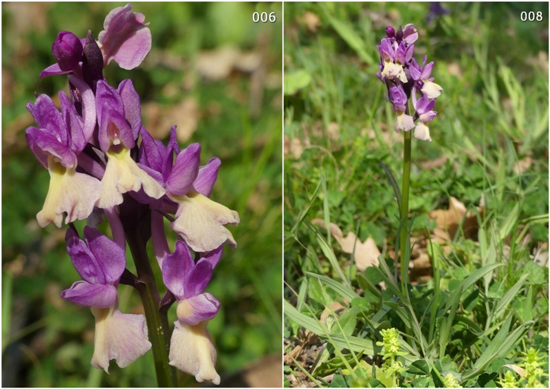 Dactylorhiza romana in una splendida variabilit - provincia di Caserta marzo 2019